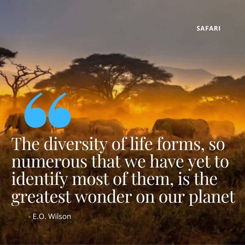 The Kenya Safari Heritage - TurnUp Kenya
