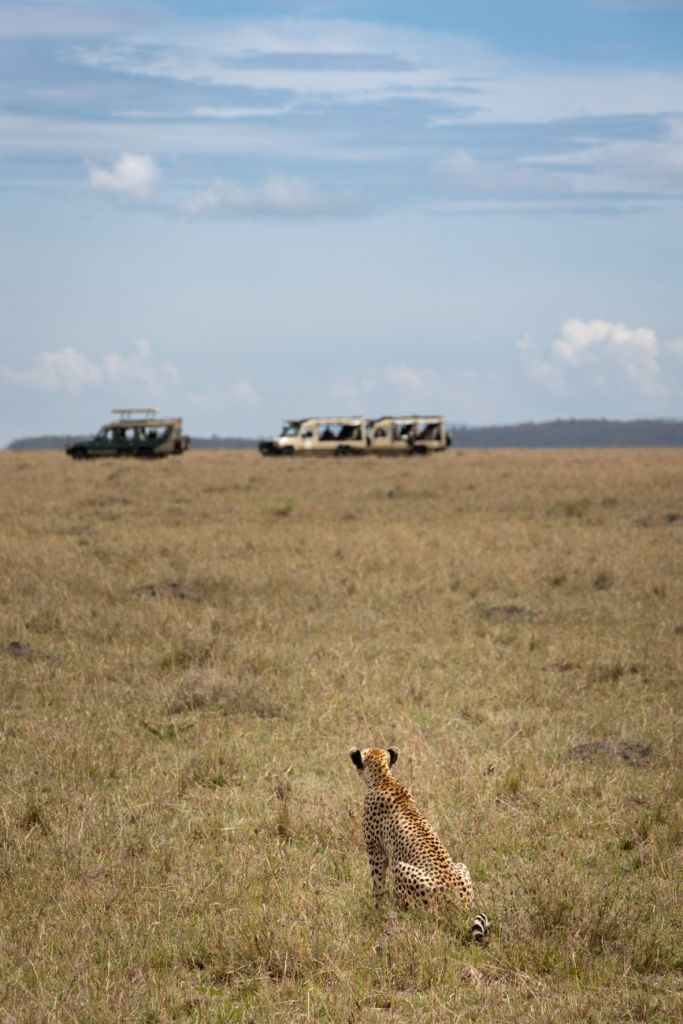 a cheetah in a field