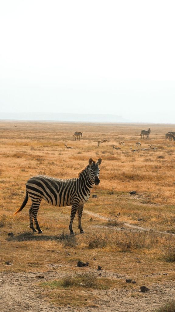 zebra in serengeti plains during daytime